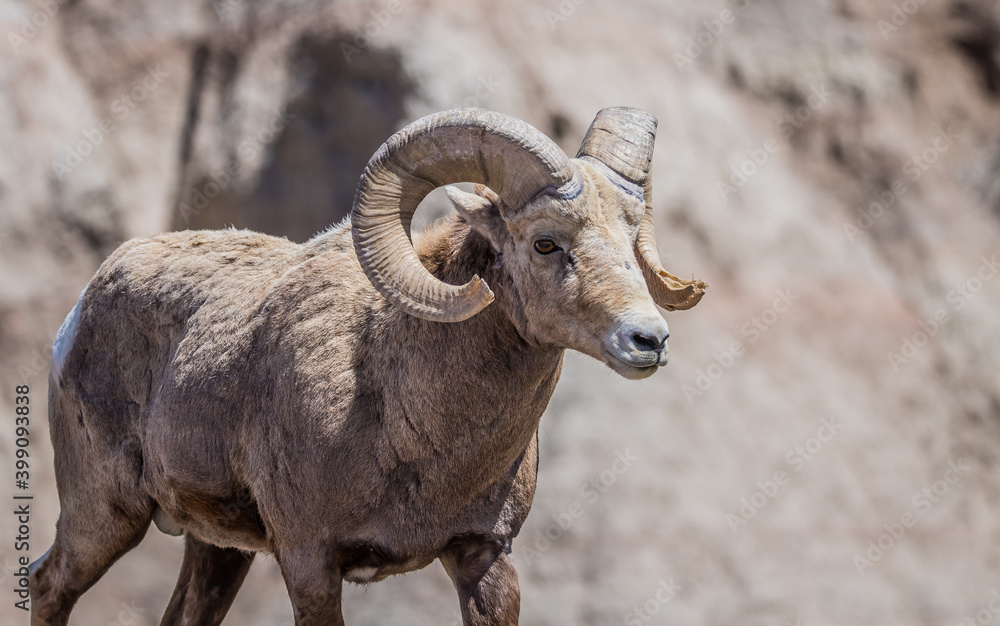bighorn sheep in badlands