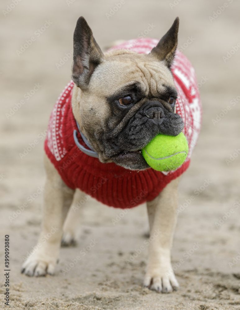 5-Years-Old female fawn Frenchie with ball at the beach
