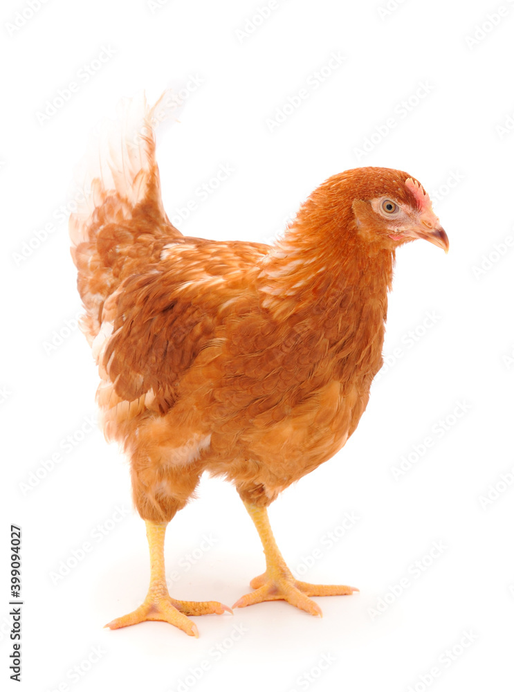 Fototapeta premium Brown hen isolated.