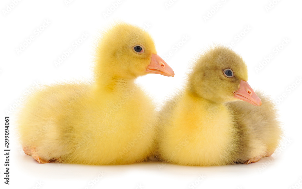 Two little gosling. Two little gosling.