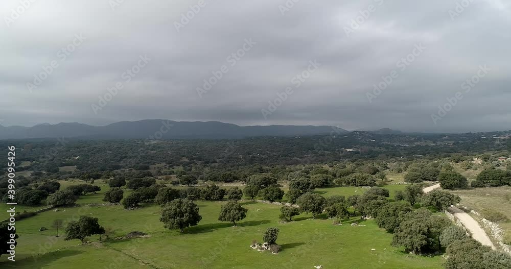 Aerial video drone holm oak forest in autumn cloudy day in Madrid. Spain