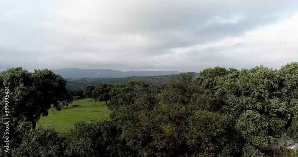 Aerial video drone holm oak forest in autumn cloudy day in Madrid. Spain Aerial video drone holm oak forest in autumn cloudy day in Madrid. Spain