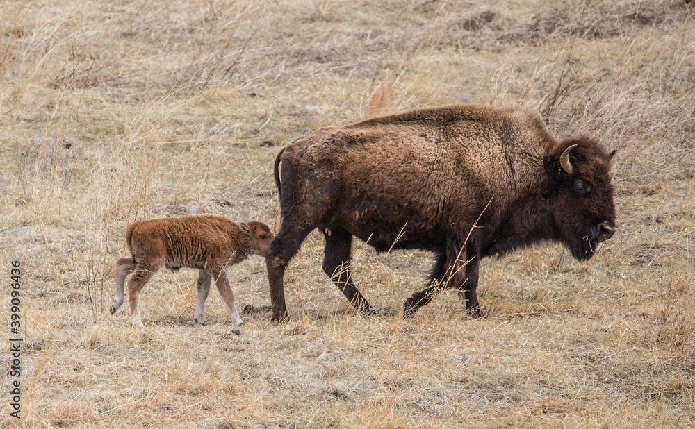 American bison grazing in prairie American bison grazing in prairie