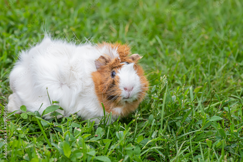 A small guinea pig walks on the grass in the summer. Natural animal feed. The danger of tick infection A small guinea pig walks on the grass in the summer. Natural animal feed. The danger of tick infection