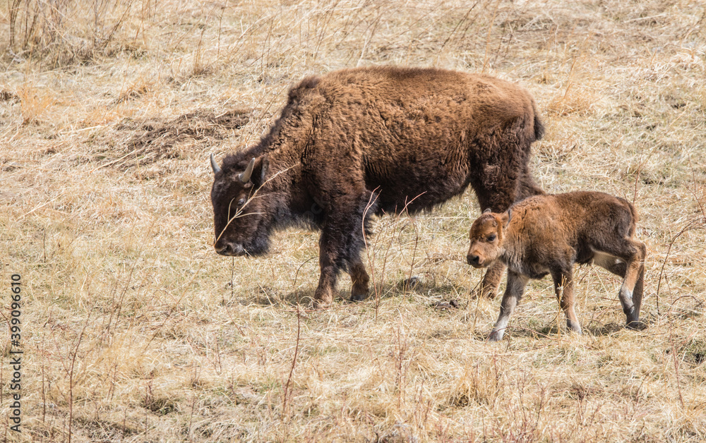 American bison grazing in prairie American bison grazing in prairie