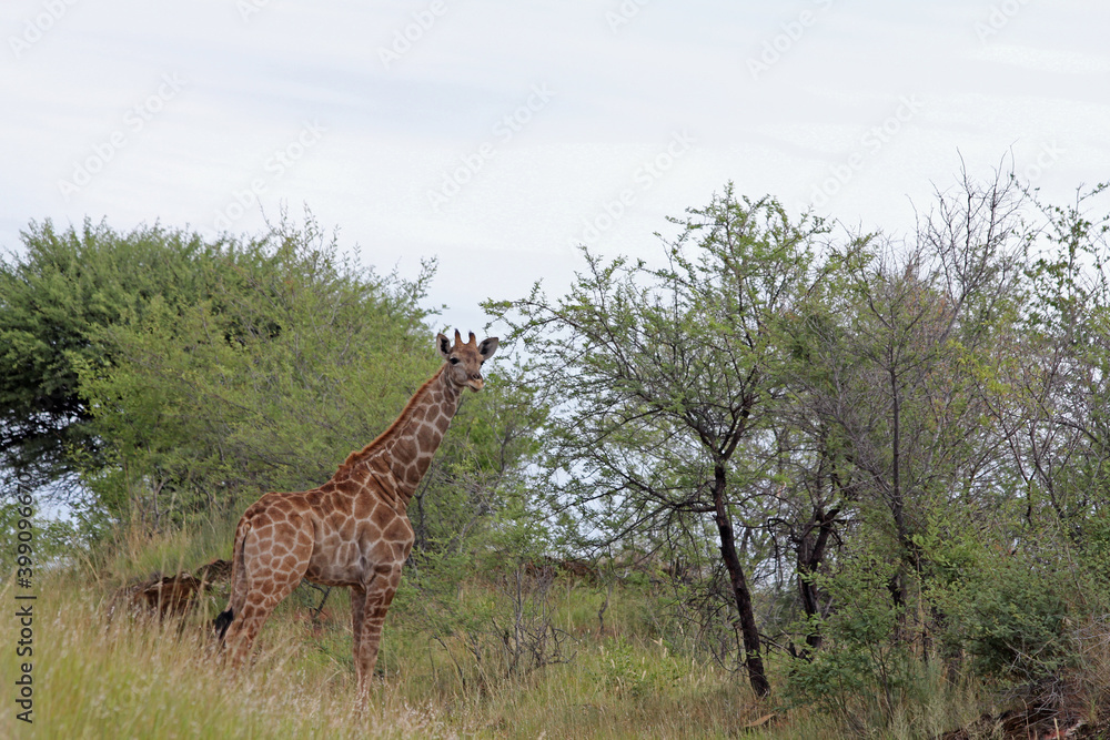 Giraffen im Daan Viljoen Game Park, Namibia Giraffen im Daan Viljoen Game Park, Namibia