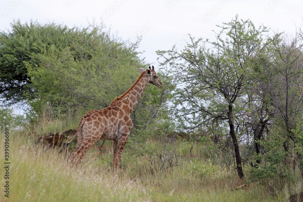 Giraffen im Daan Viljoen Game Park, Namibia Giraffen im Daan Viljoen Game Park, Namibia