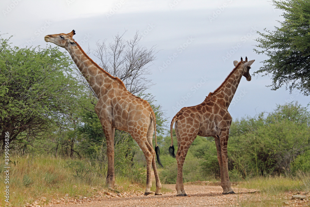 Obraz premium Giraffen im Daan Viljoen Game Park, Namibia