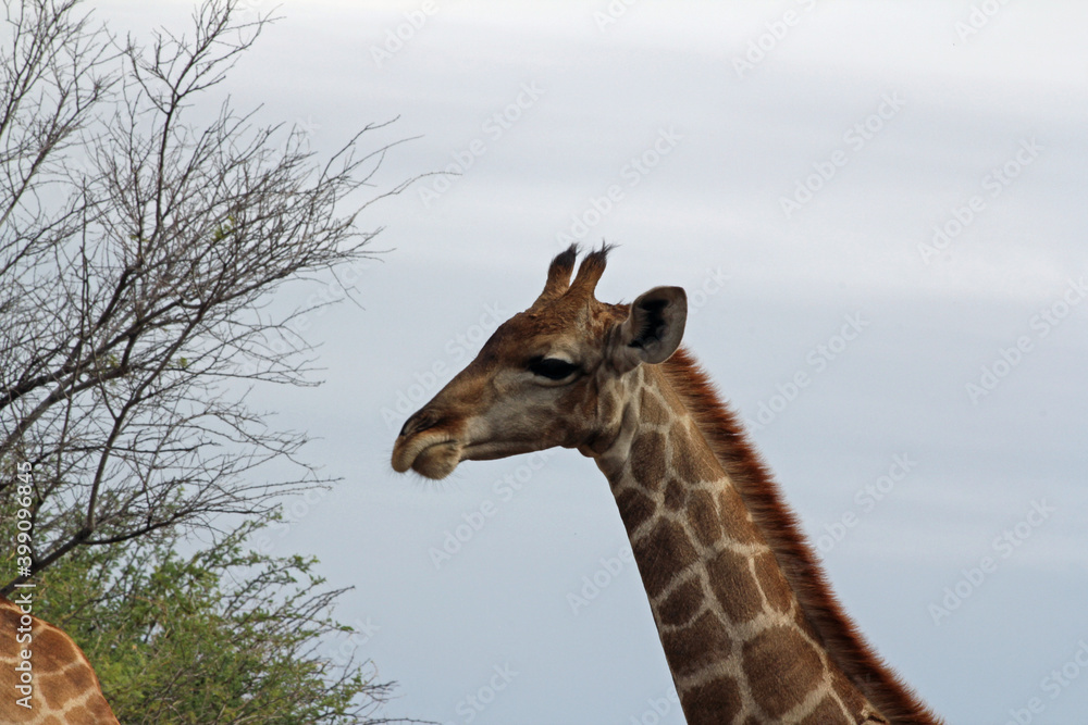 Obraz premium Giraffen im Daan Viljoen Game Park, Namibia