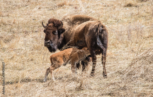 American bison grazing in prairie 