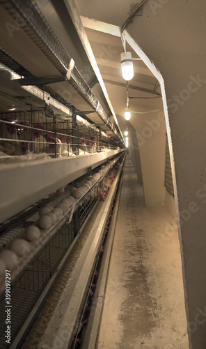 factory interior, light industry, farm and household. Chicken and eggs, fresh and environmentally friendly,European standards