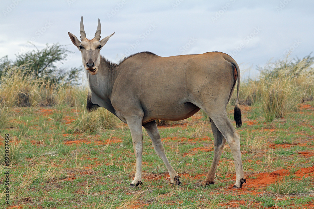 Eland Antilope Namibia Eland Antilope Namibia