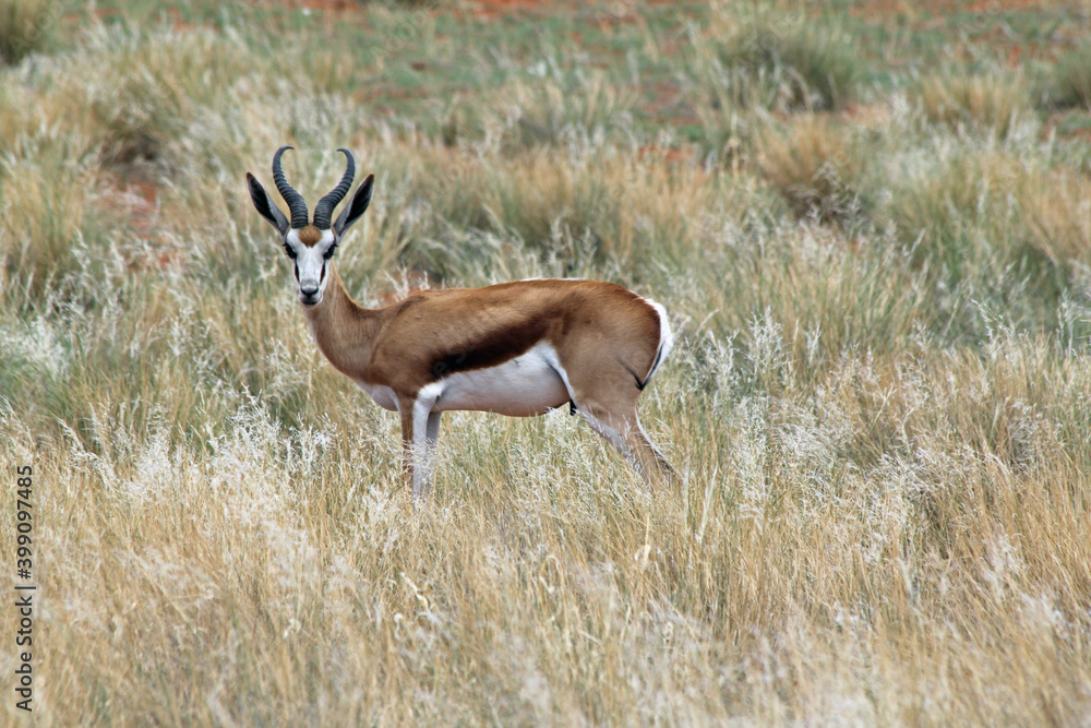 Obraz premium Springbock Namibia