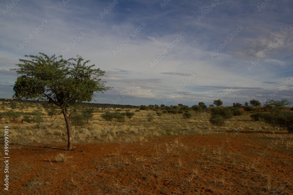 Naklejka premium Kalahari nach der Regenzeit
