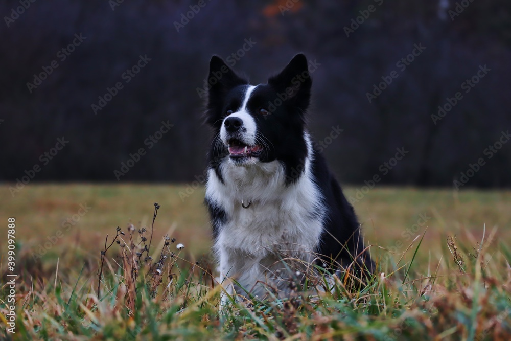 Smiling Border Collie Sits Down on the Field. Adorable Black and White Dog Enjoys Cloudy Day in Nature.