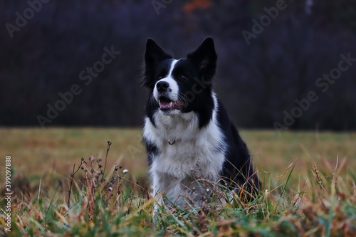 Smiling Border Collie Sits Down on the Field. Adorable Black and White Dog Enjoys Cloudy Day in Nature.