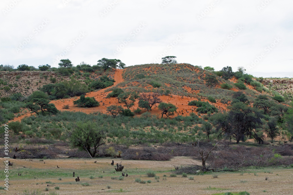 Fototapeta premium Kalahari nach der Regenzeit