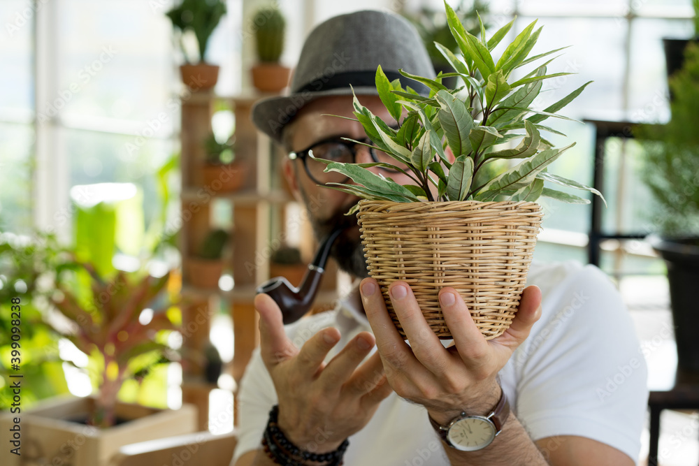 Obraz premium Caucasian retired senior man wearing hat and smoking piped gardening plant in the indoor greenhouse 
