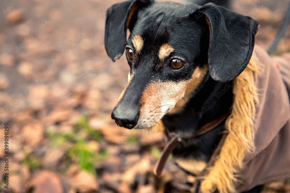 Portrait of young little cute breed adorable dachshund black and tan dog puppy posing walk city green park autumn spring early morning, wear warm winter jacket coat, nature grass lawn copy space Portrait of young little cute breed adorable dachshund black and tan dog puppy posing walk city green park autumn spring early morning, wear warm winter jacket coat, nature grass lawn copy space