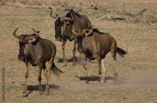 Blue Wildebeest in der Kalahari