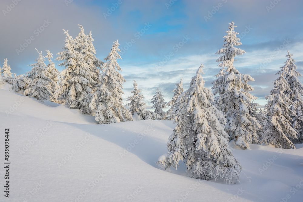 Charming winter trees in the Carpathians. Christmas trees covered with frost and snow. Frosty weather. Photo of greeting cards. Christmas background. Charming winter trees in the Carpathians. Christmas trees covered with frost and snow. Frosty weather. Photo of greeting cards. Christmas background.