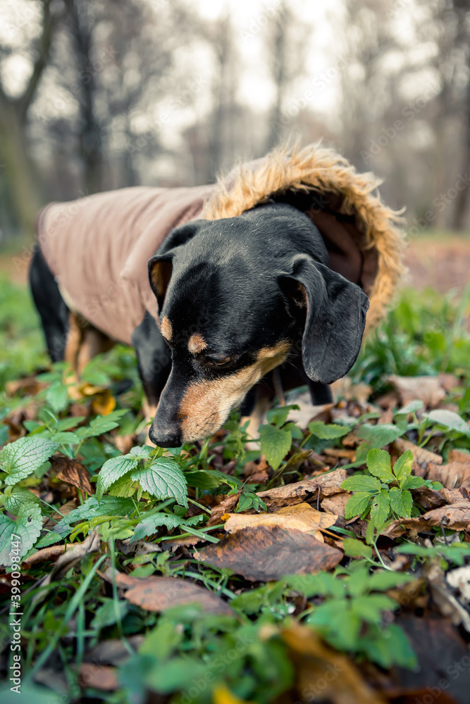 Portrait of young little cute breed adorable dachshund black tan dog puppy sniff posing walk city green park autumn spring early morning, wear warm winter jacket coat, nature grass lawn copy space