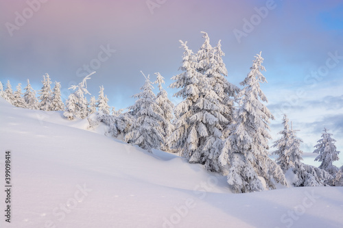 Charming winter trees in the Carpathians. Christmas trees covered with frost and snow. Frosty weather. Photo of greeting cards. Christmas background. 