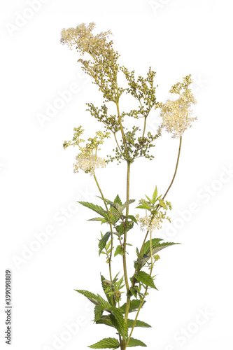 Fotografie medicinal plant from my garden: meadowsweet (Filipendula ulmaria) plant with ste