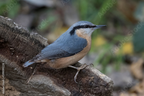 Nuthatch on the lookout