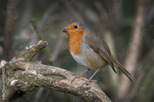Red Robin Christmas bird © Kevin