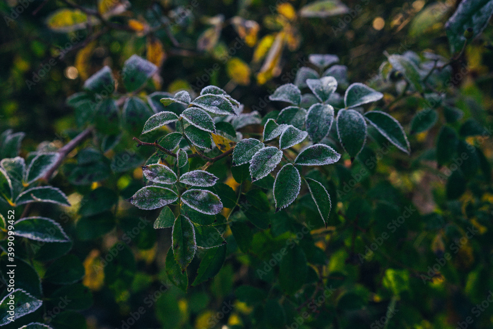Obraz premium natural background, beautifully covered with frost grass and plants