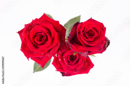 Red roses  seen from above  on a white background