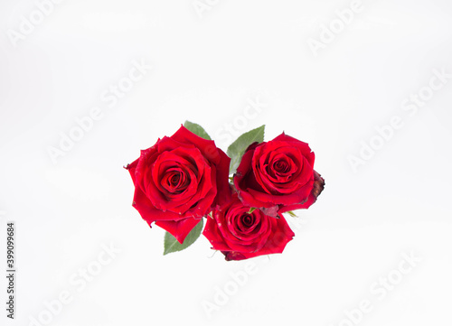 Red roses  seen from above  on a white background