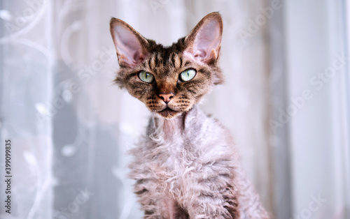 Gray cat with big eyes by the window.