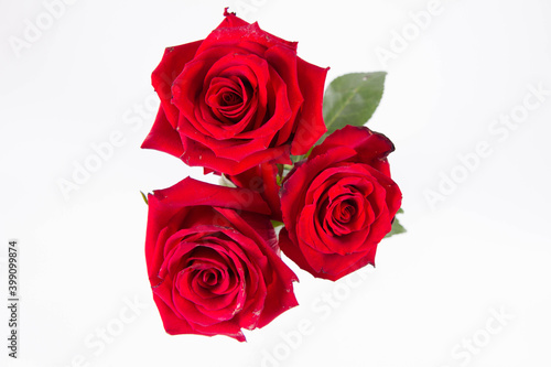 Red roses  seen from above  on a white background