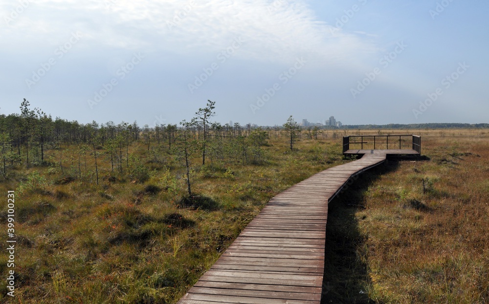 Fototapeta premium sestroretsk swamp. wooden walkways. Walking paths forest. nature reserve.