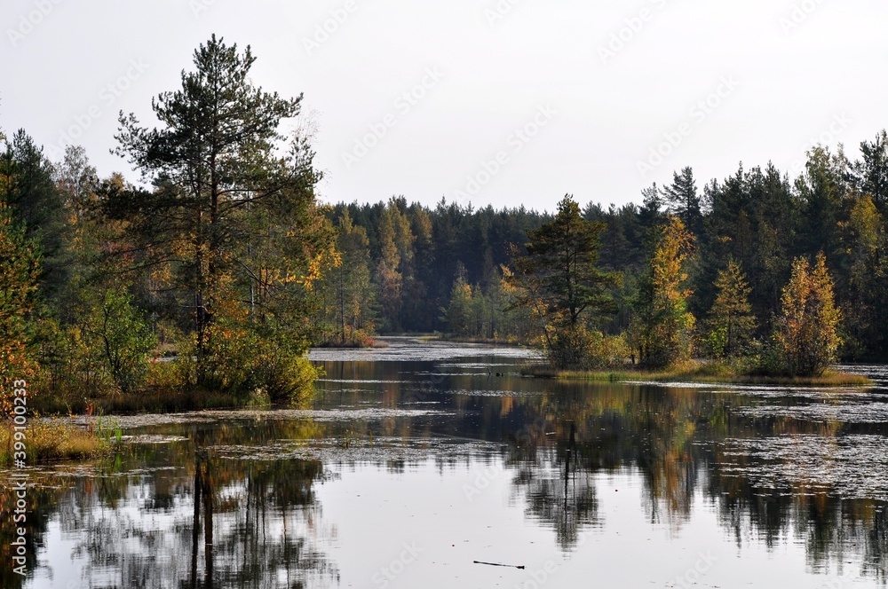 Fototapeta premium A beautiful autumn lake with mirror water. Trees with red yellow leaves.
