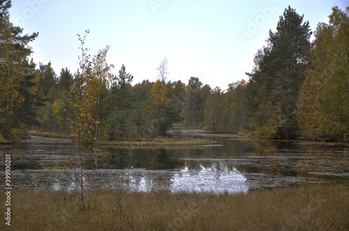 A beautiful autumn lake with mirror water. Trees with red yellow leaves. Swamp