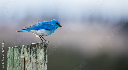 western bluebird on post