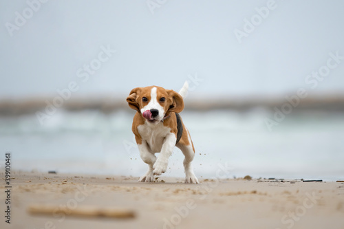 Cute Beagle puppy running by the sea. Beagle puppy in motion 