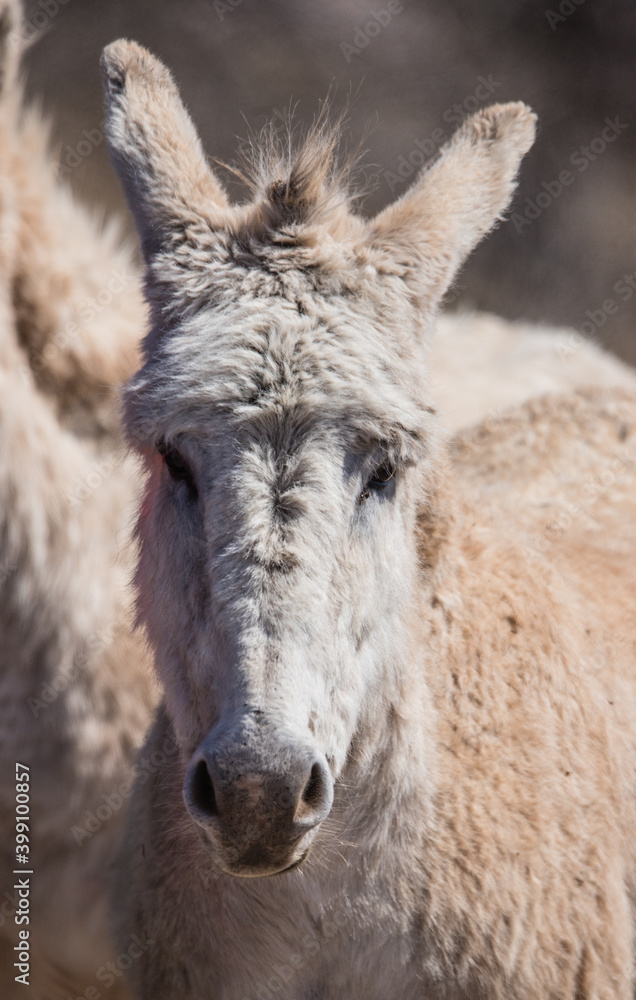 wild burro in black hills