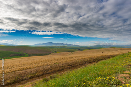 Cultivated fields and farms with scenic sky  landscape agriculture. South Africa inland  cereal crops.