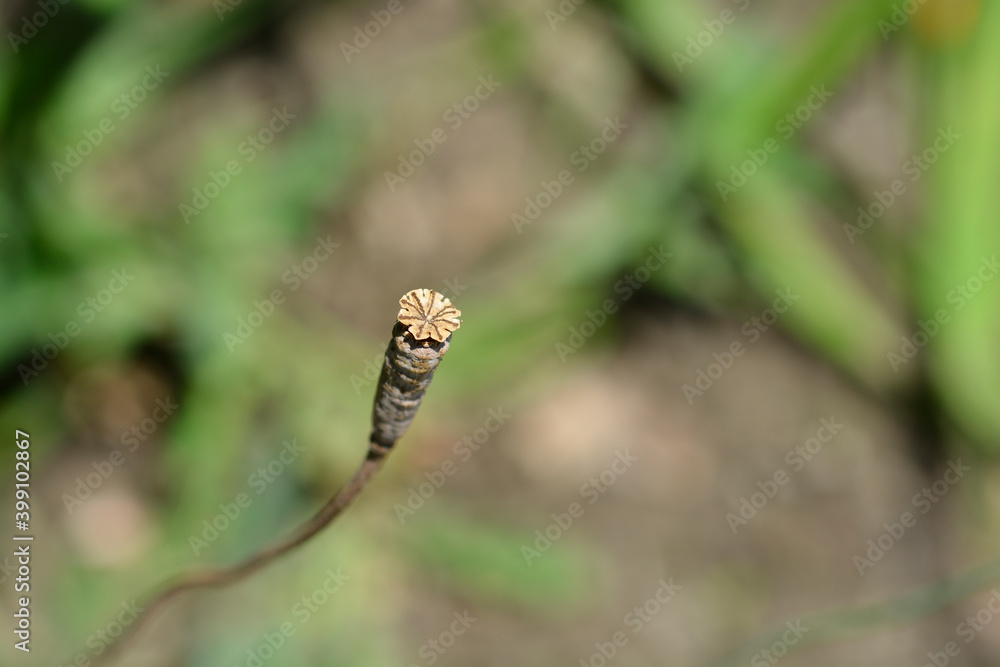 Spanish poppy