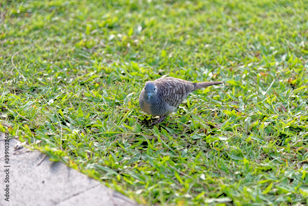 Thai dove in a public garden - Krabi - Thailand Thai dove in a public garden - Krabi - Thailand