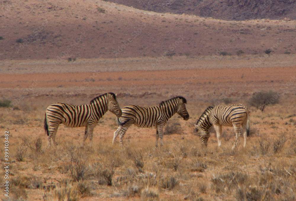 Obraz premium Wilde Zebras in Namibia