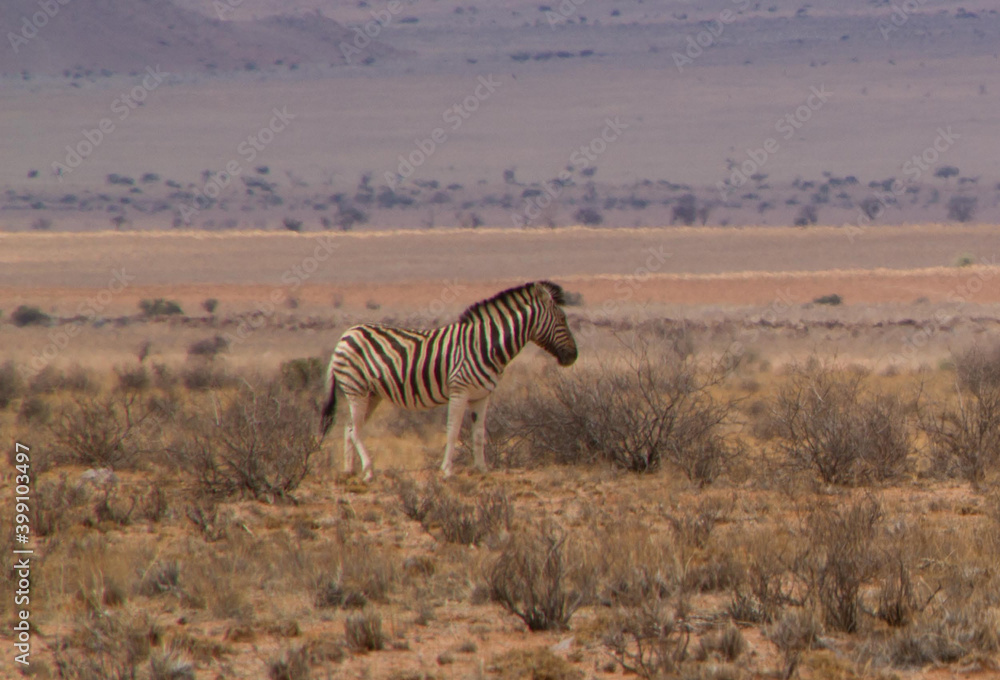 Obraz premium Wilde Zebras in Namibia