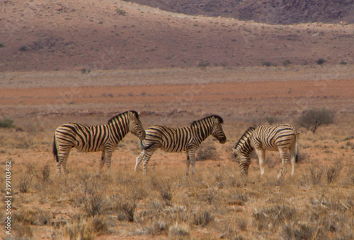 Wilde Zebras in Namibia