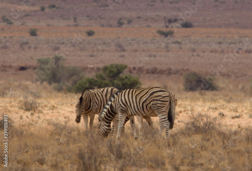 Wilde Zebras in Namibia