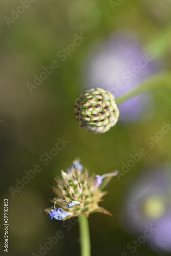 Wallpaper Mural Transylvanian scabious Torontodigital.ca