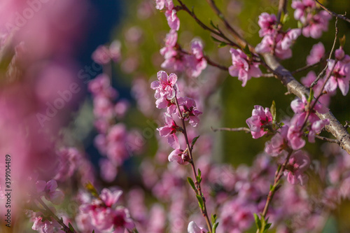 Close up of small peach branches in bloom, Vittorio Veneto, Italy © Gianluca